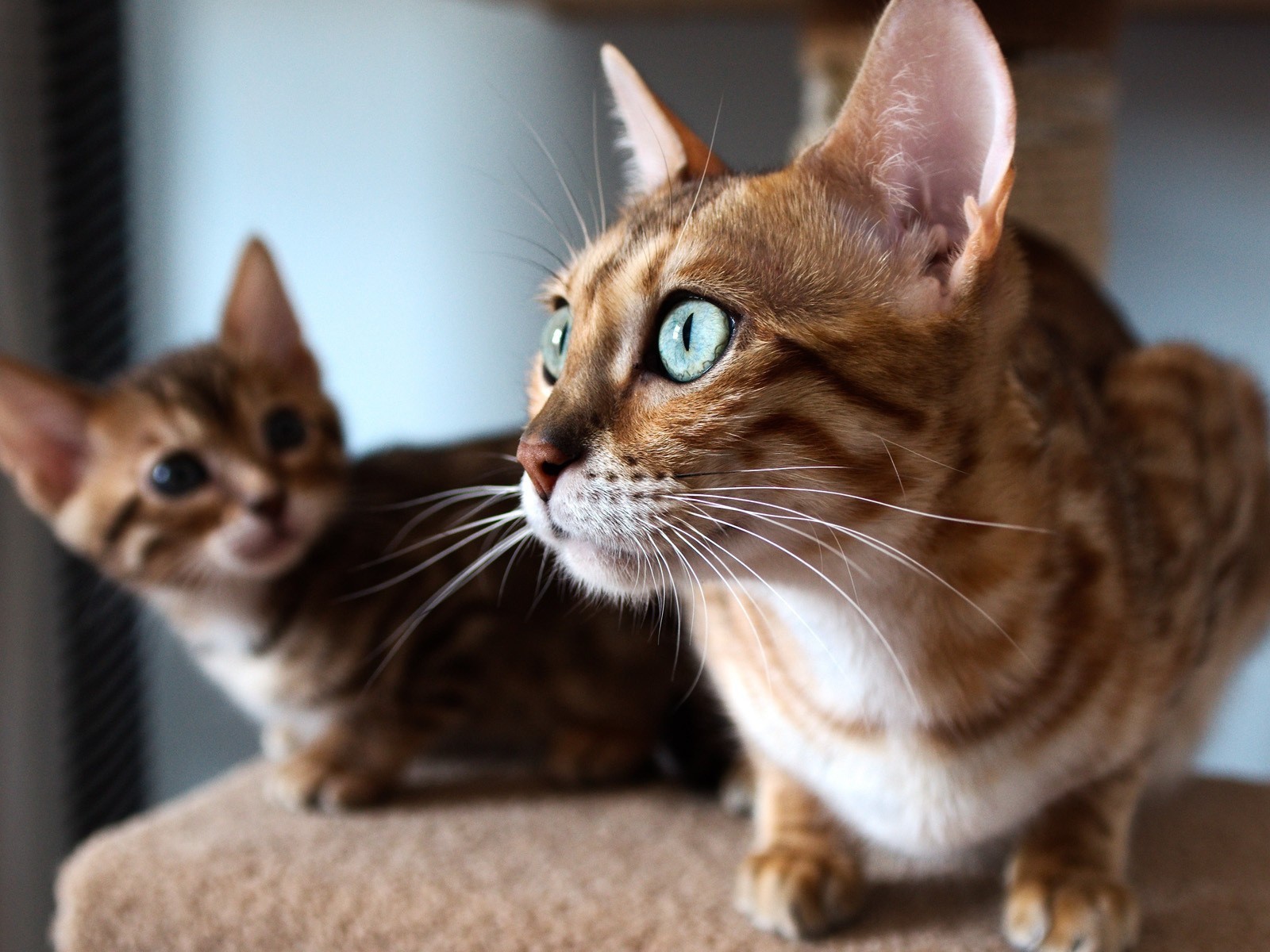 Удивленная кошка с выразительными глазами