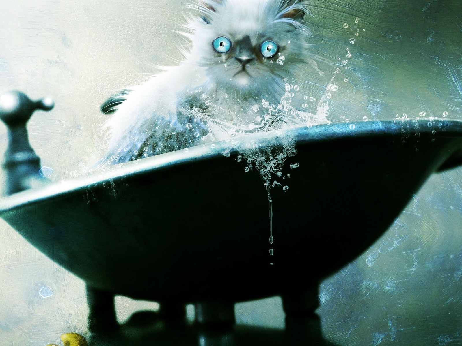 Голубоглазый кот не рад купанию