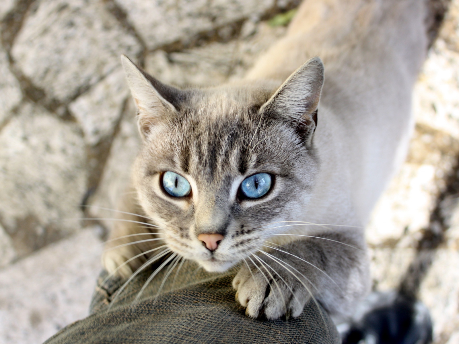 Голубоглазый кот тянется к хозяину