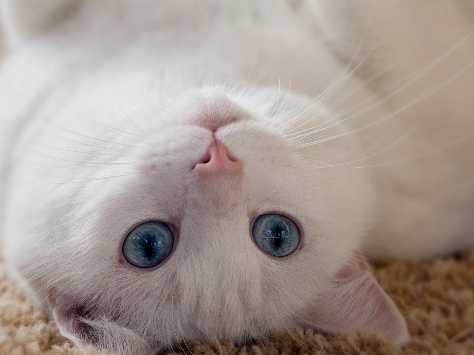 Голубоглазый белый кот лежит на спине