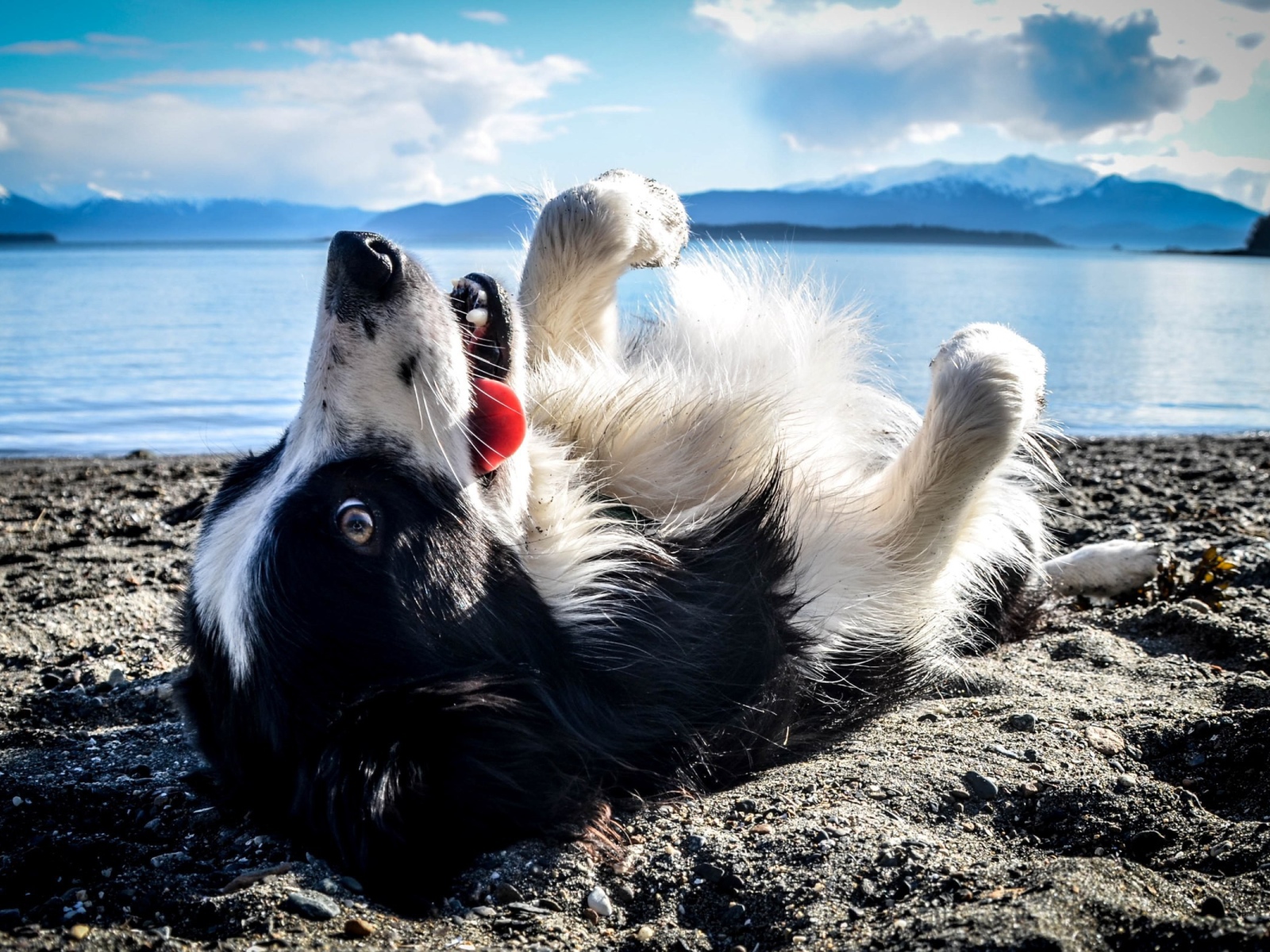 Черно белая собака лежит на спине на пляже