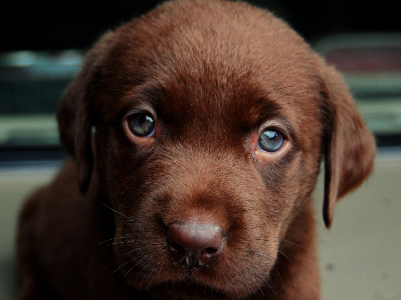 Коричневый окрас щенка лабрадора ретривера