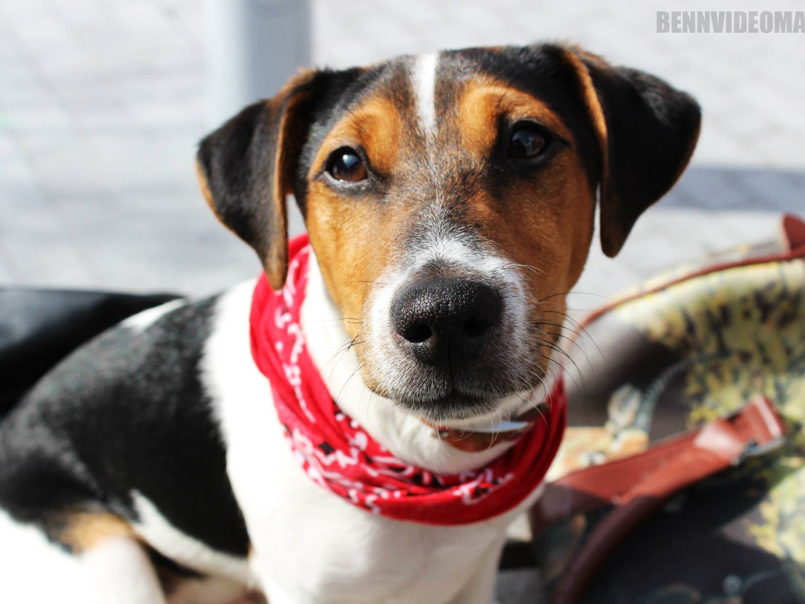 Милый домашний пес