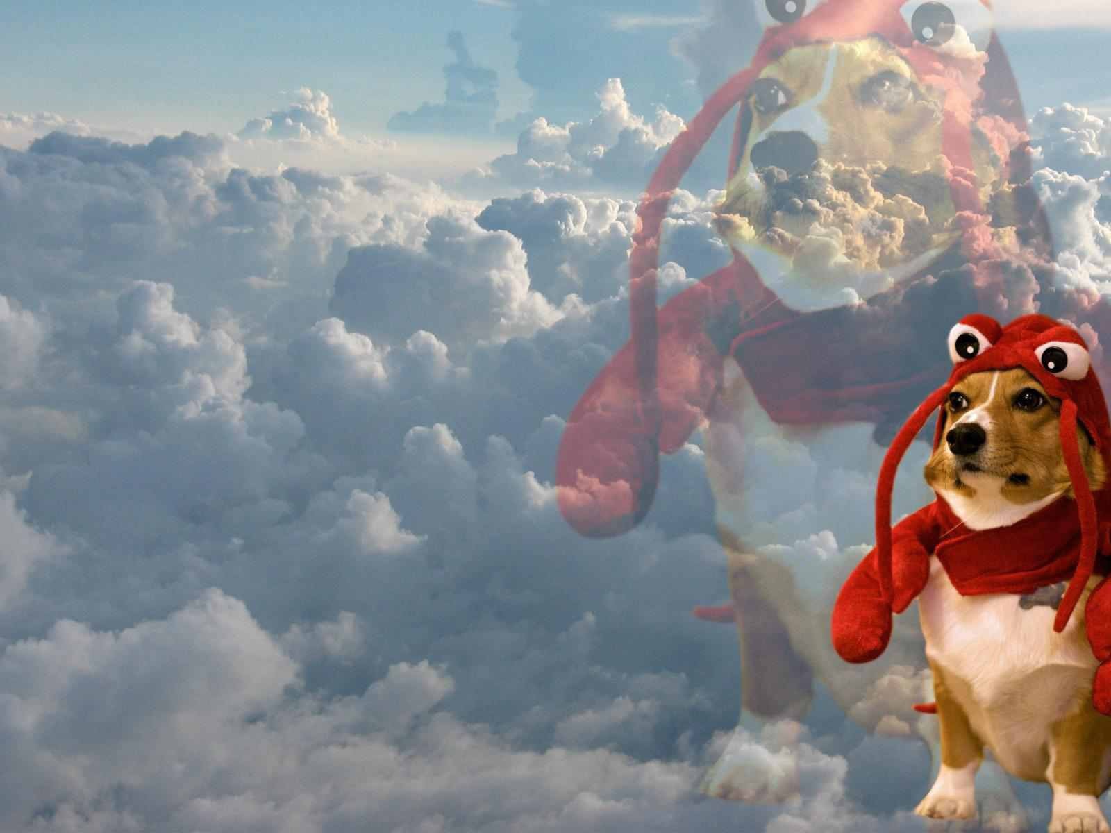 Собака в забавном наряде на фоне облаков