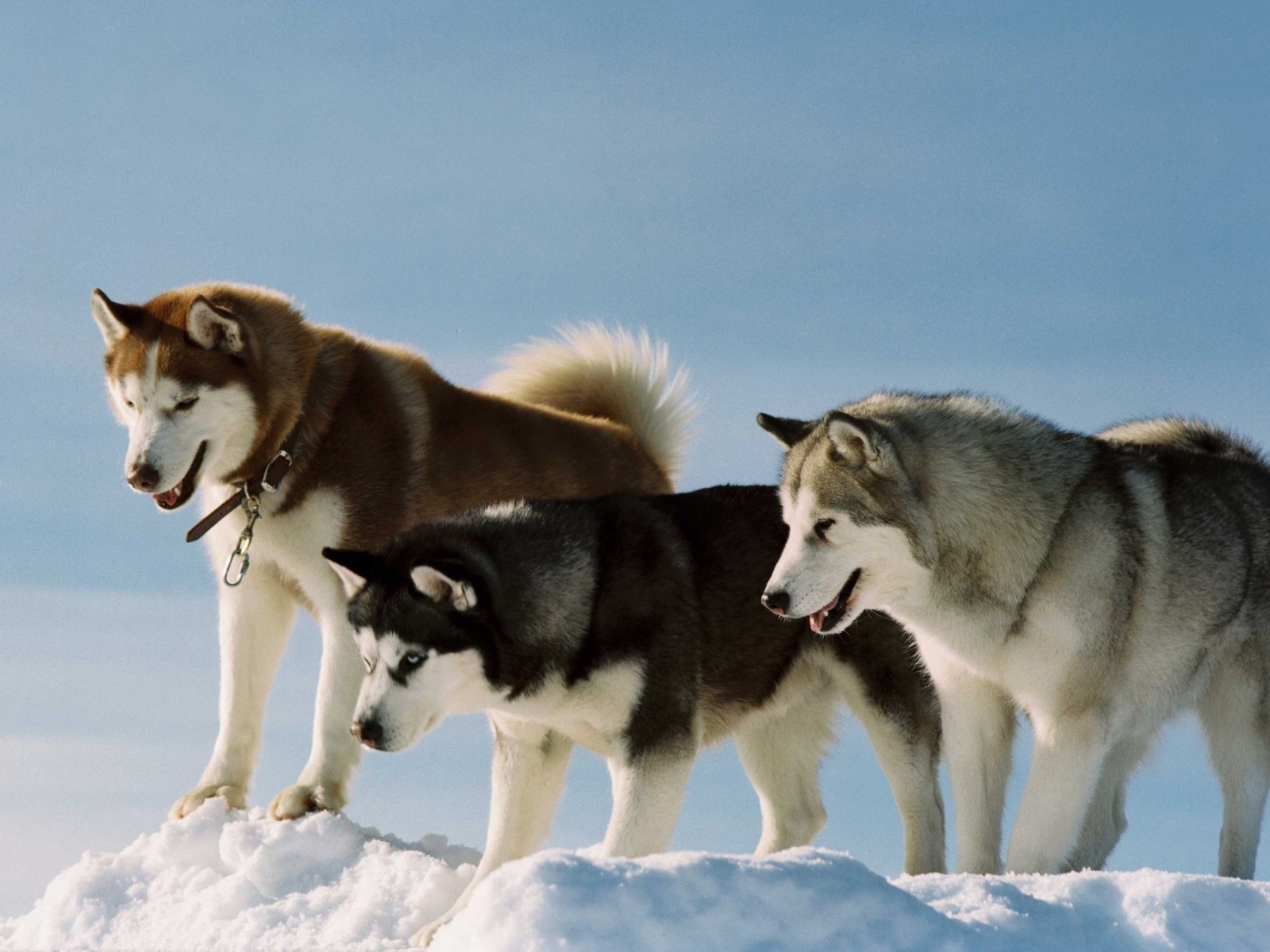 Собаки породы хаски и аляскинский маламут