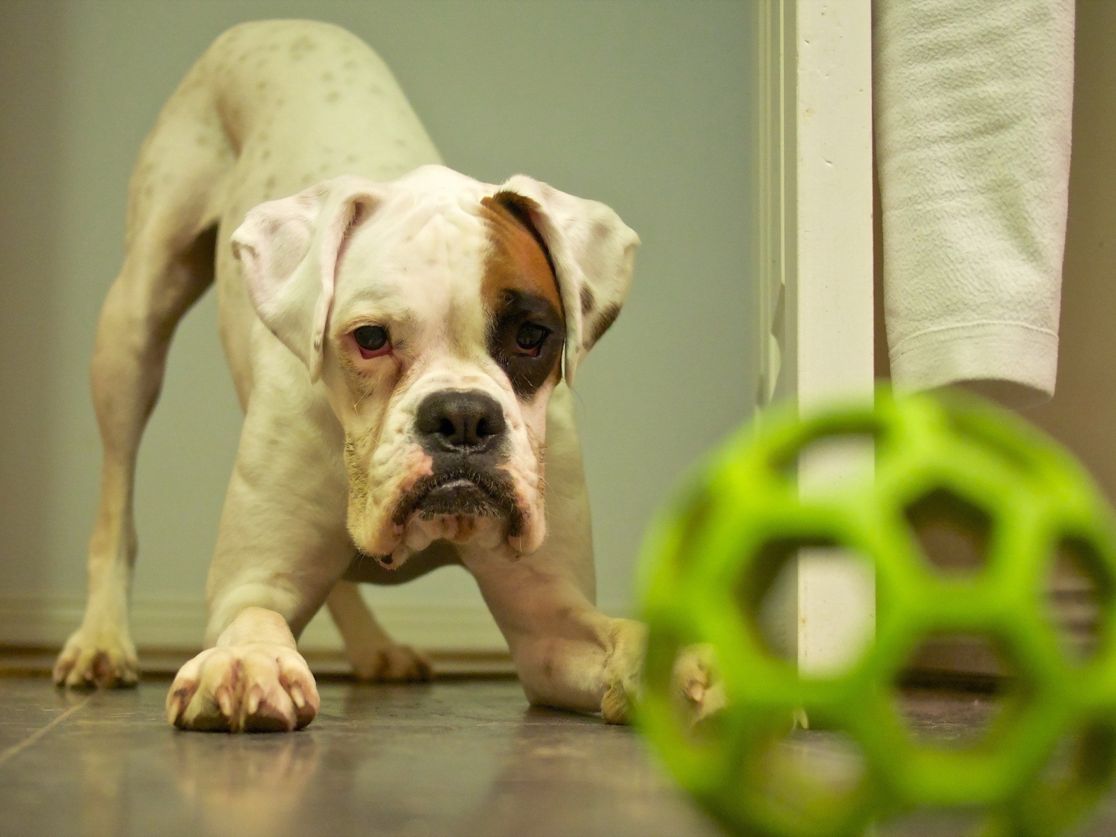 Щенок с зеленой игрушкой