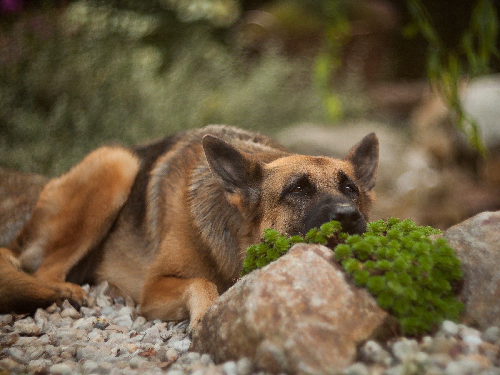 Овчарка прилегла за камнем