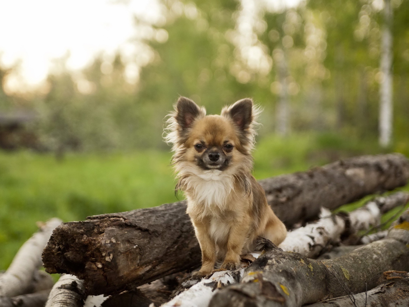 Небольшая собака на куче бревен