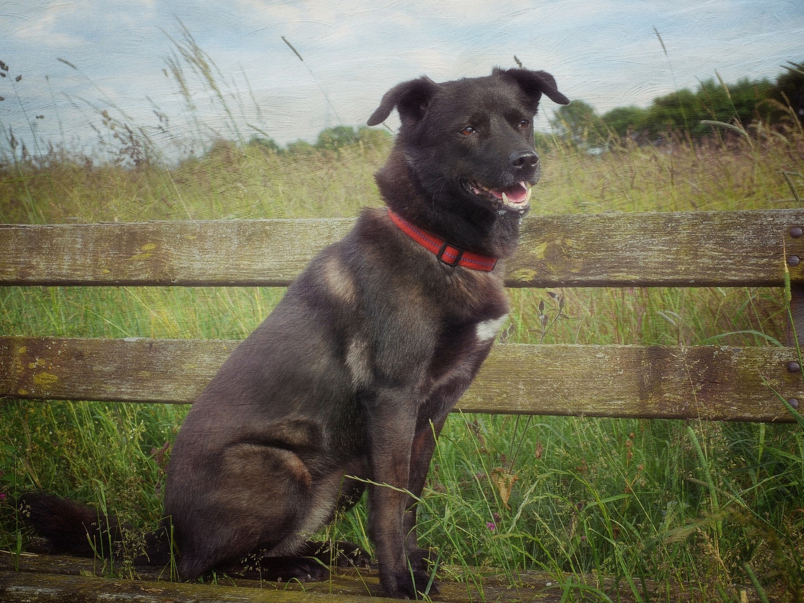Сторожевой пес у деревянного забора