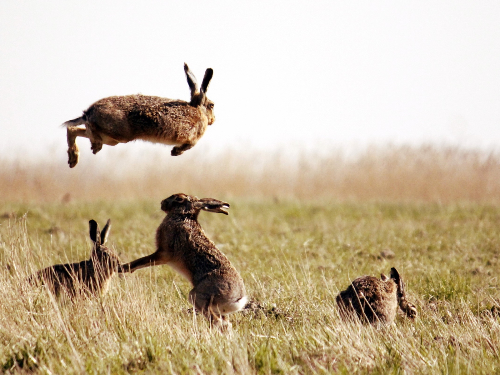 Зайцы резвятся в поле