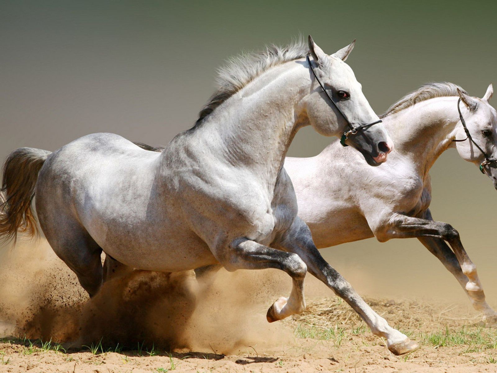 Два скакуна поднимают песок
