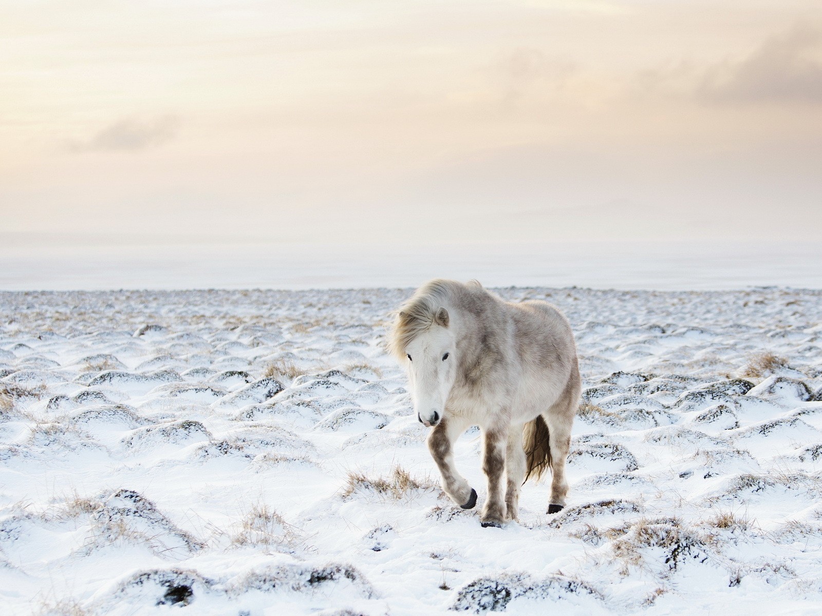Белый пони на заснеженном поле