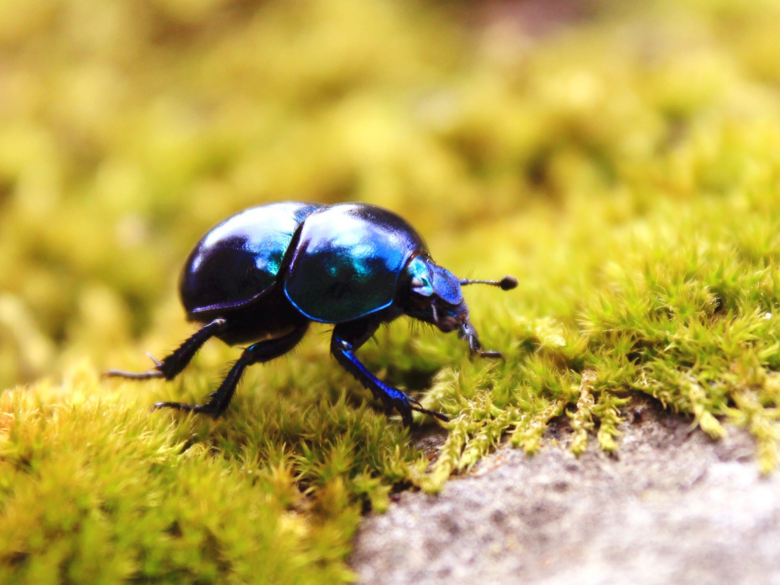Черный жук на зеленом мху