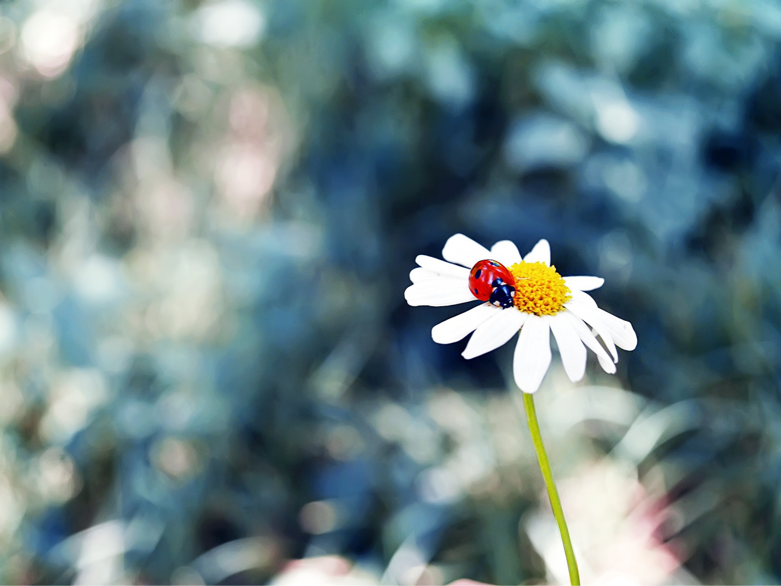 Божья коровка в сердцевине ромашки