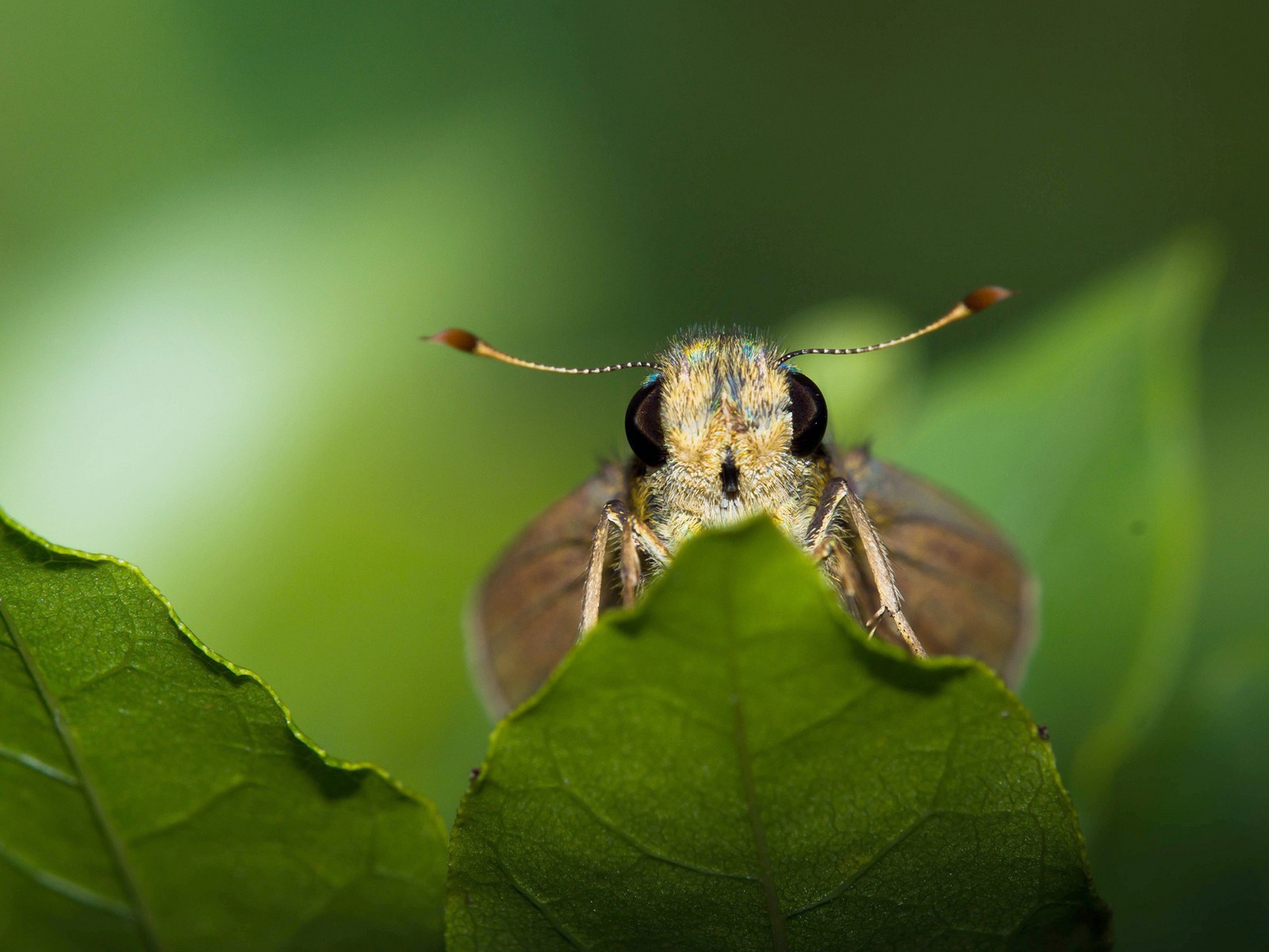 Моль спряталась за листом