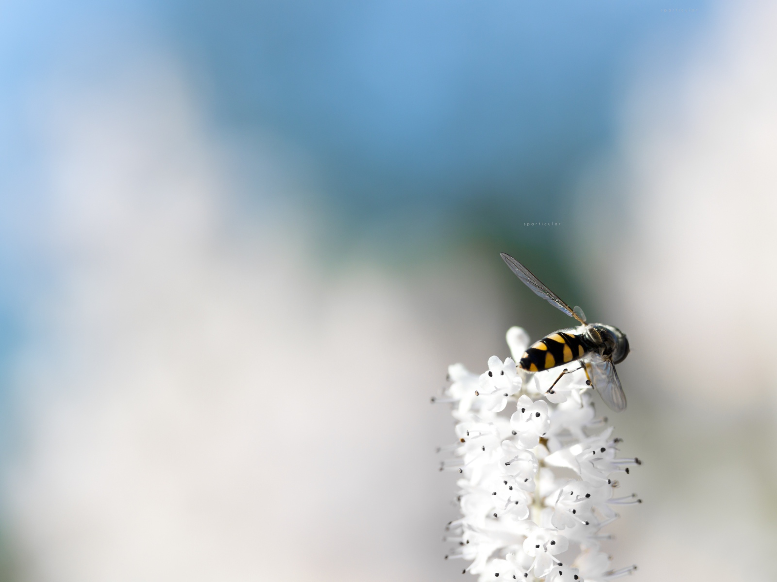 Небольшая пчела на кисточке белых цветов