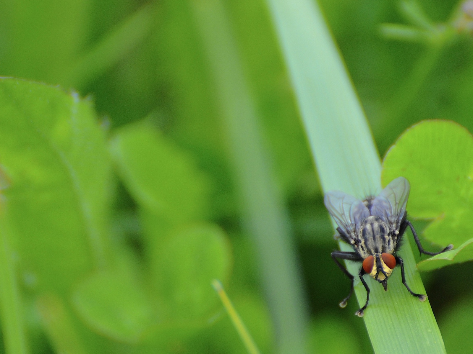 Муха сидит на травинке