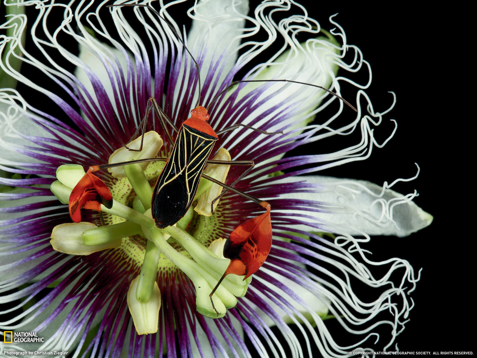 Красивый жук на цветке