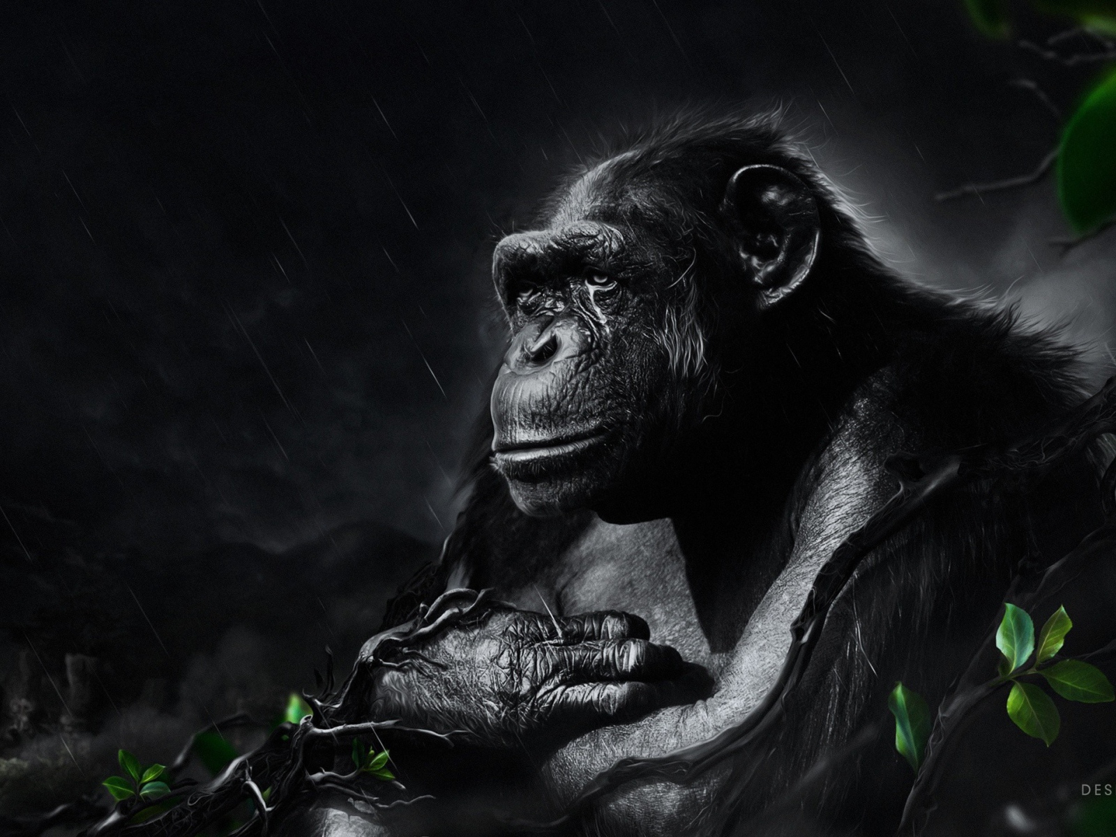 Черная обезьяна под ночным дождем