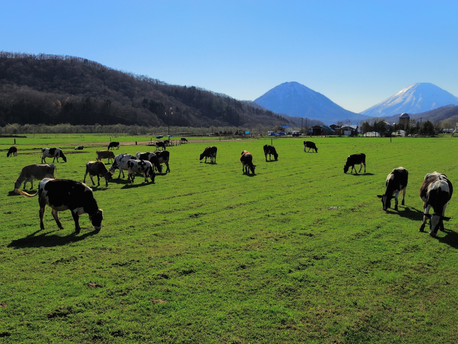 Стадо коров на ухоженном пастбище