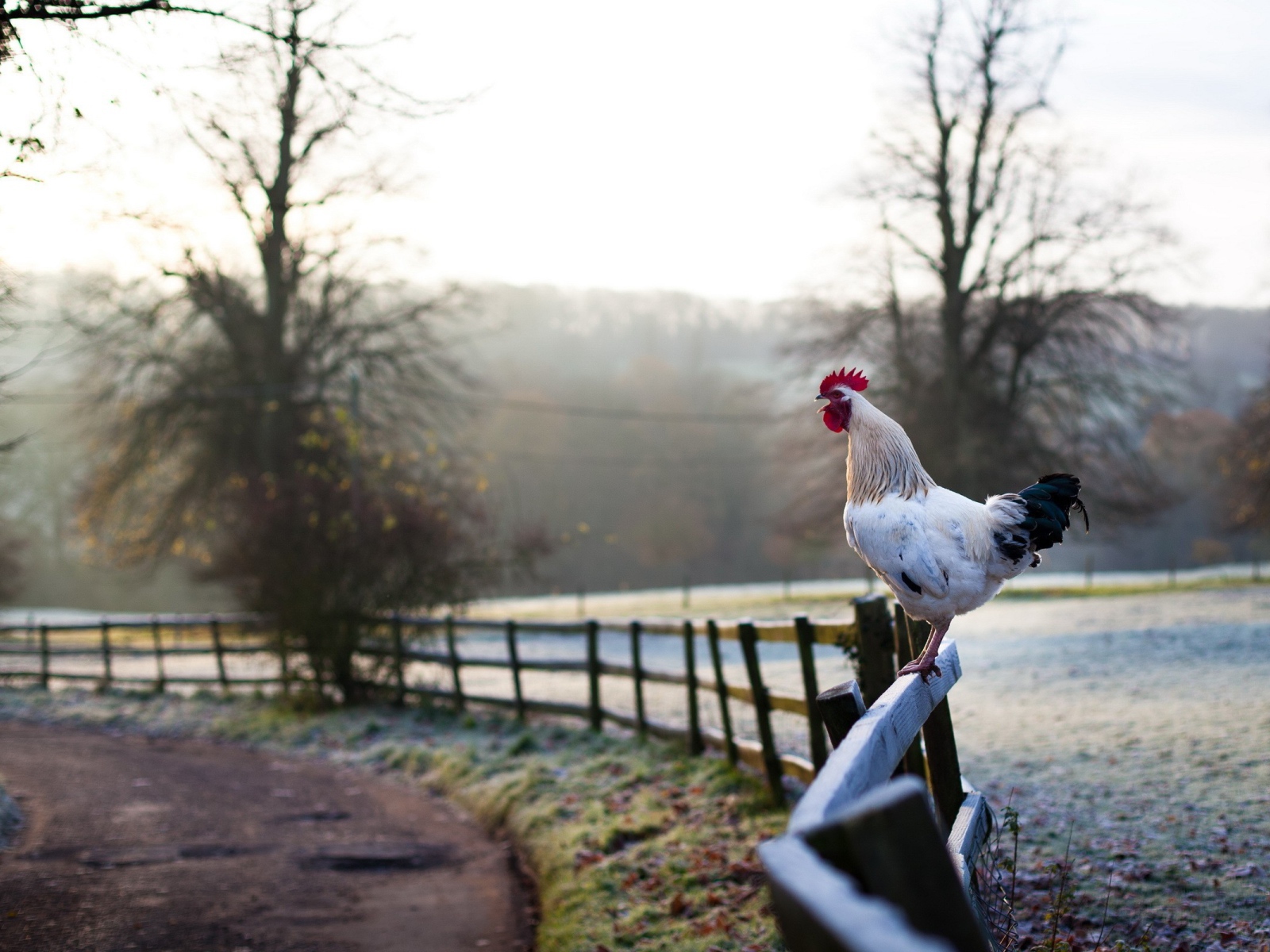 Белый петух на заборе
