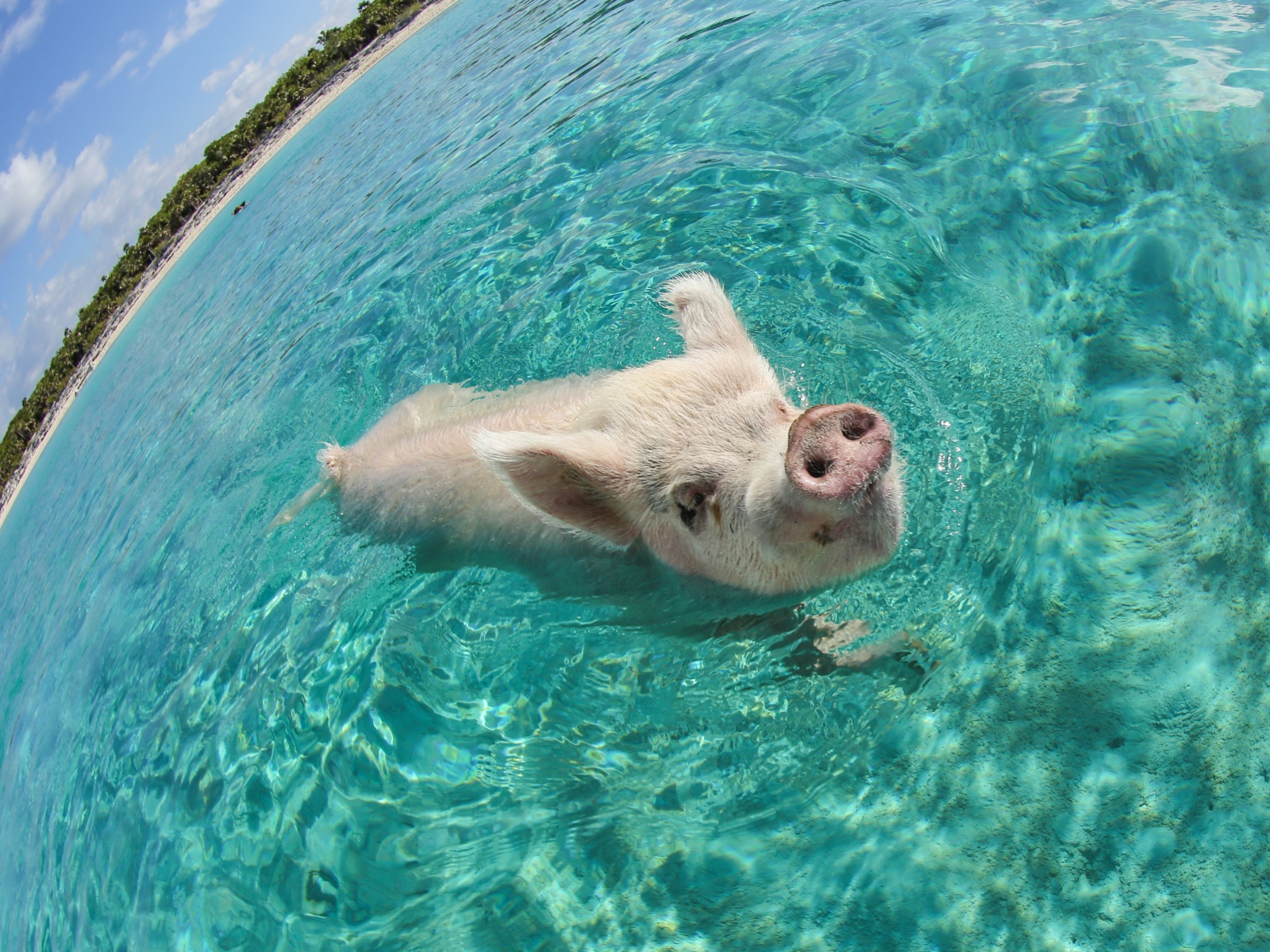 Свинья в море