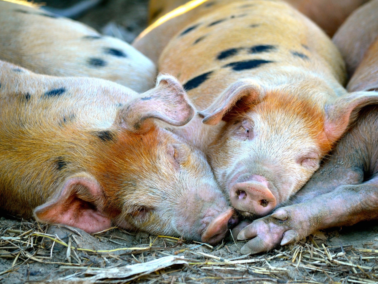 Свиньи спят в загоне