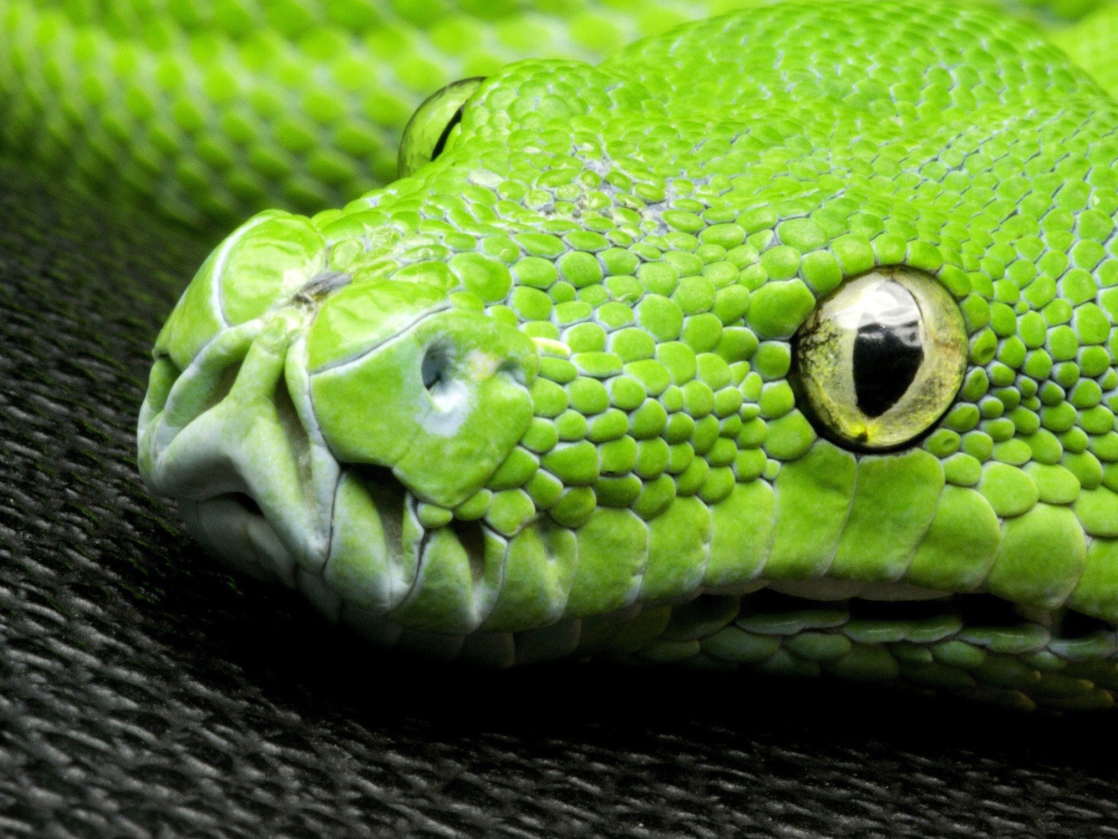 Голова зеленой змеи на черной поверхности