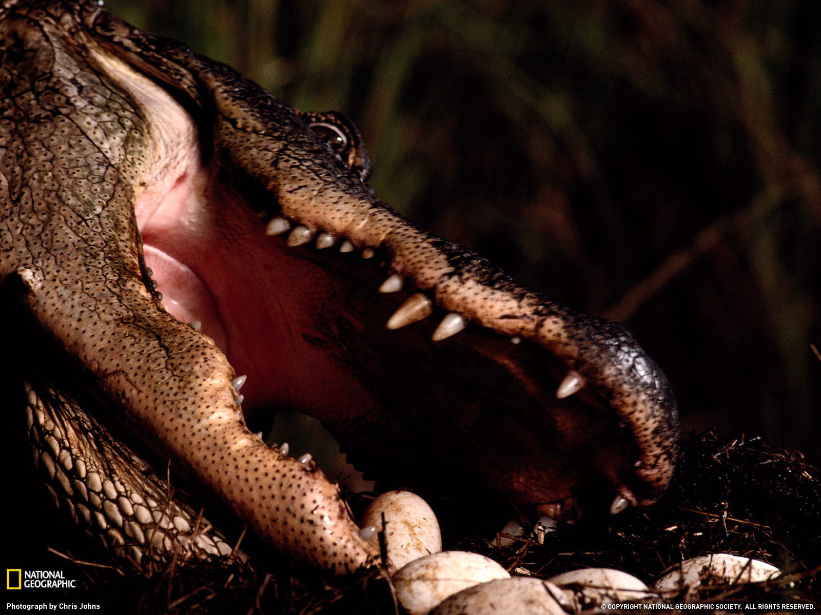 Заботливая мама крокодил