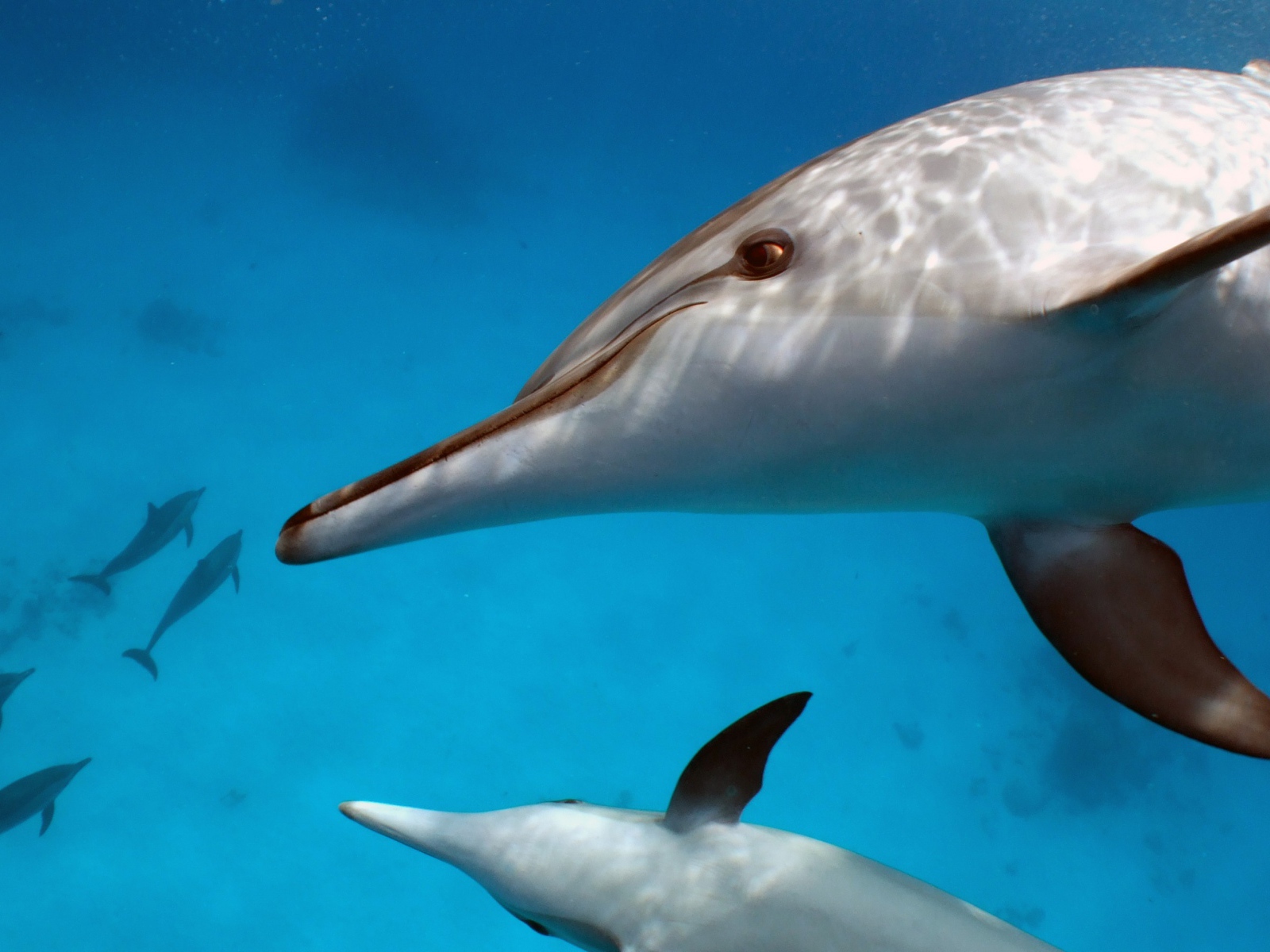 Пара белых дельфинов под водой