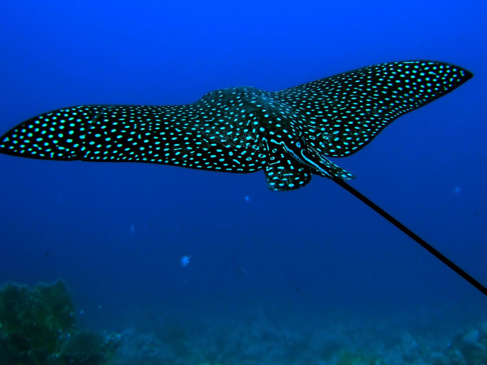 Черный скат стингрей