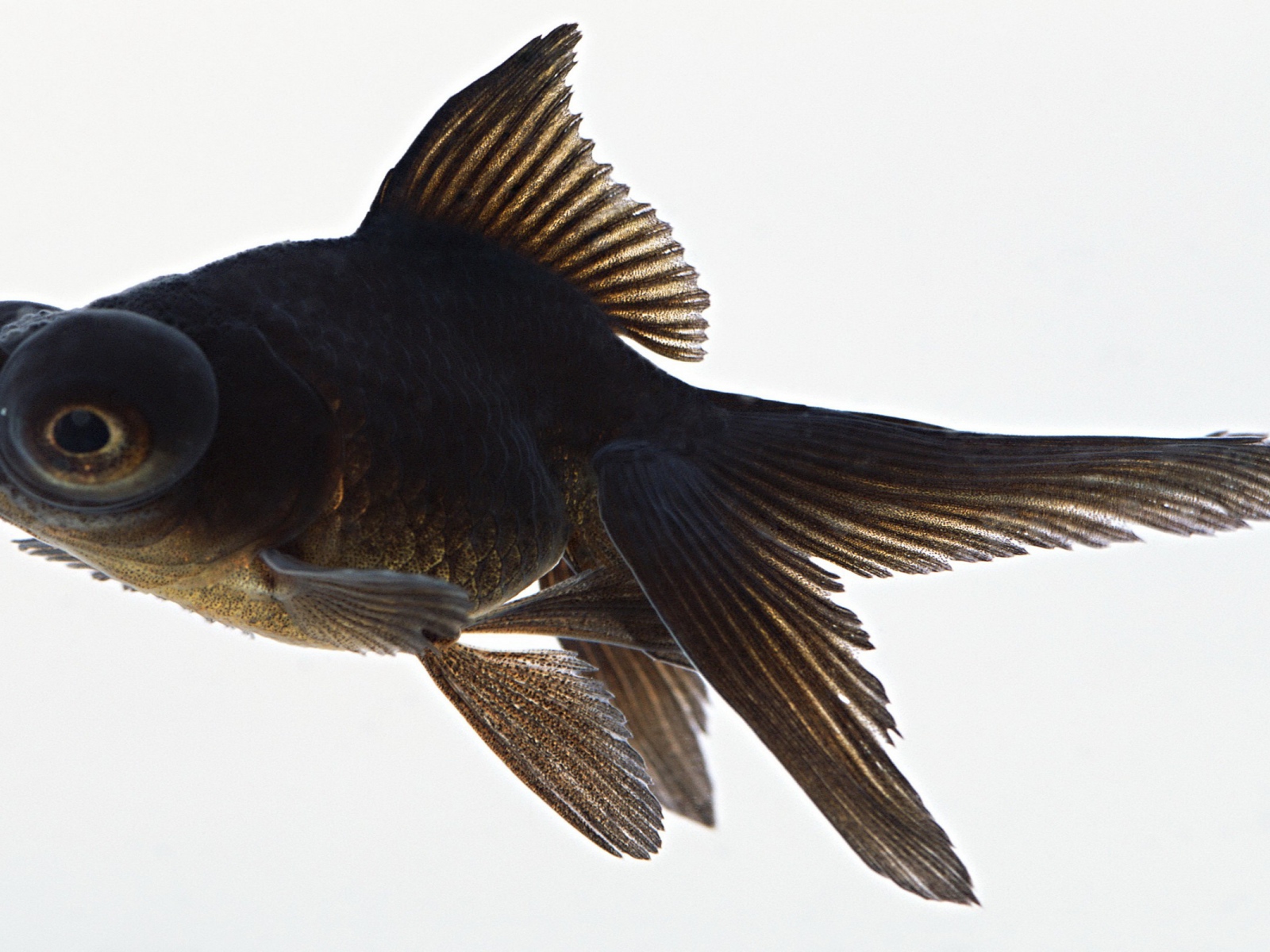 Черная аквариумная рыбка