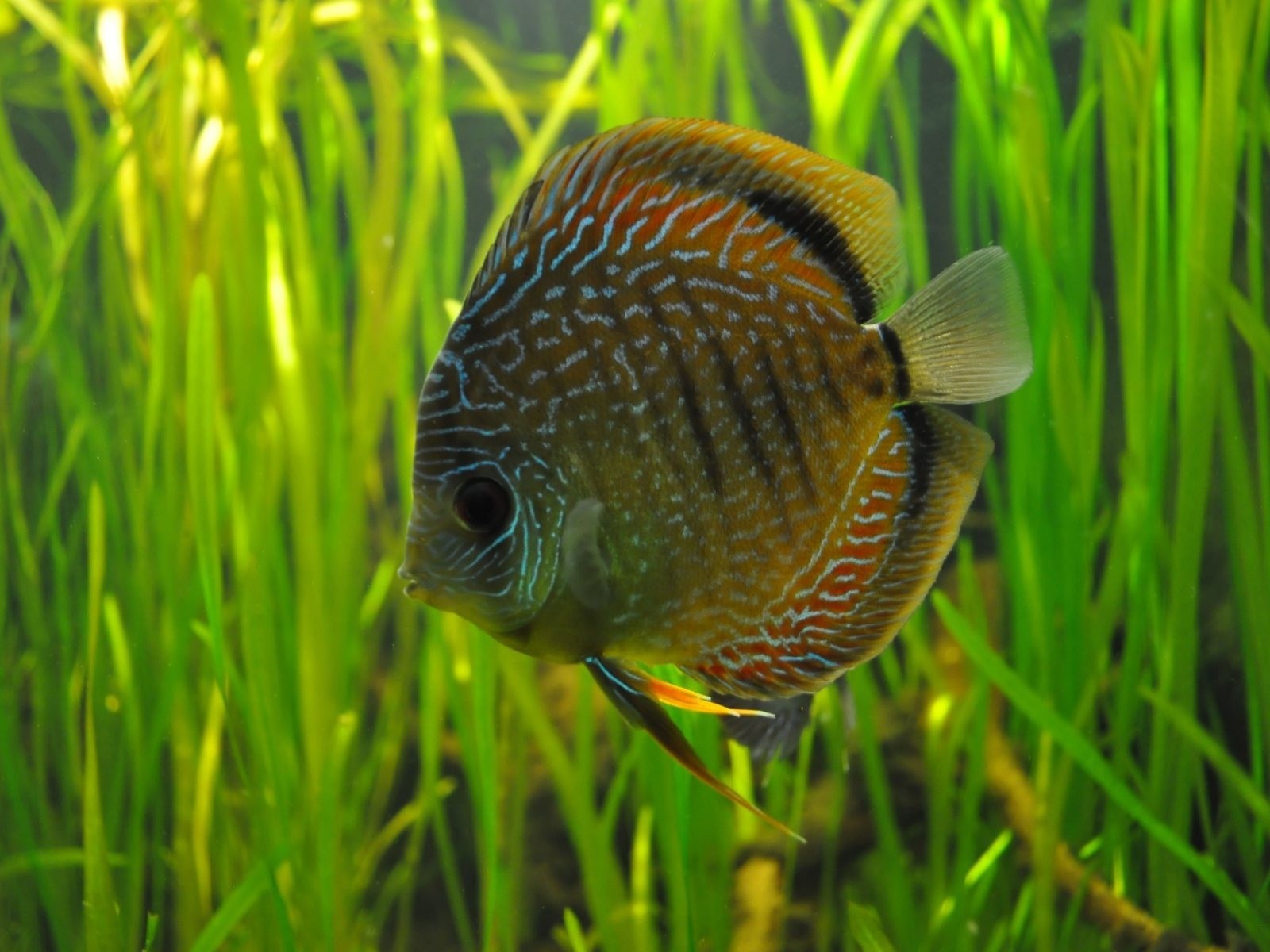 Рыбка на фоне водорослей в аквариуме