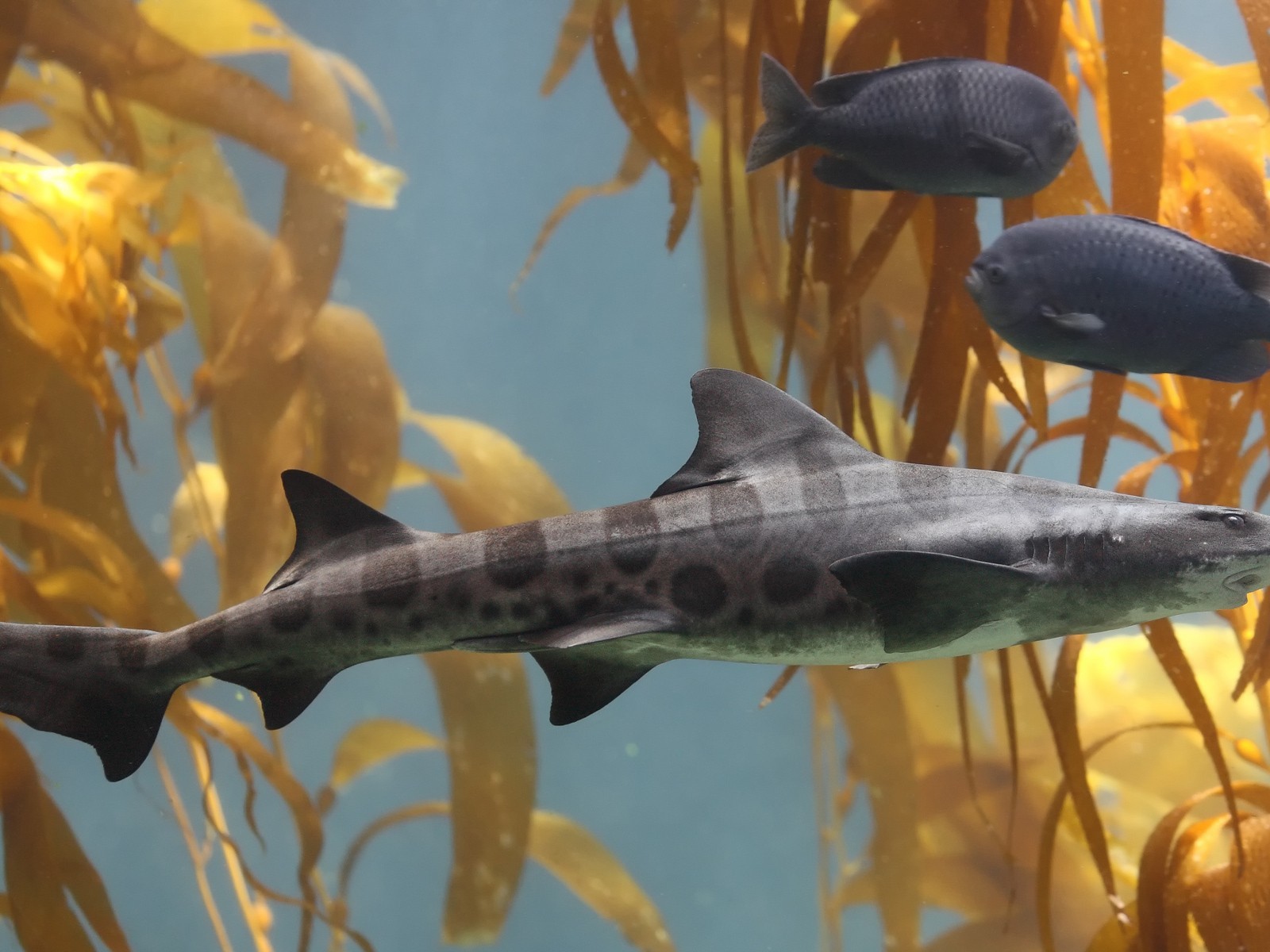 Пятнистая серая рыба в аквариуме