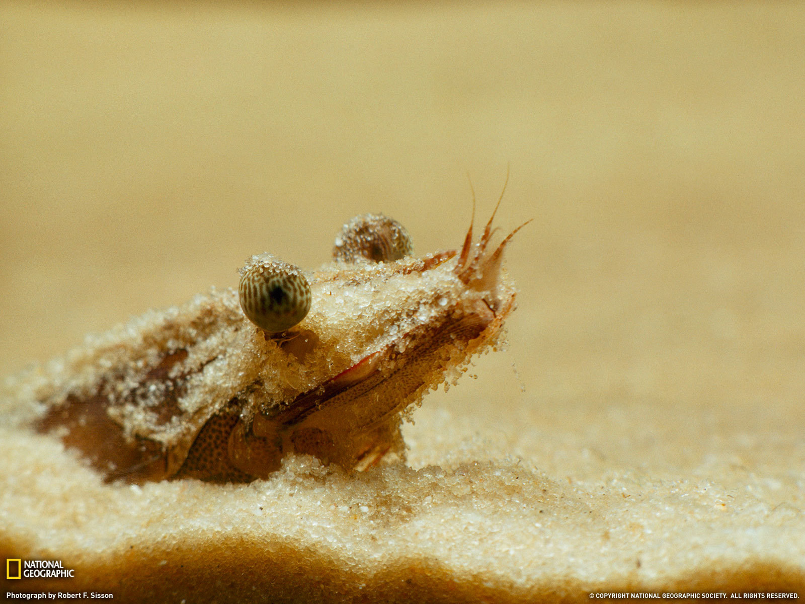 Портрет креветки