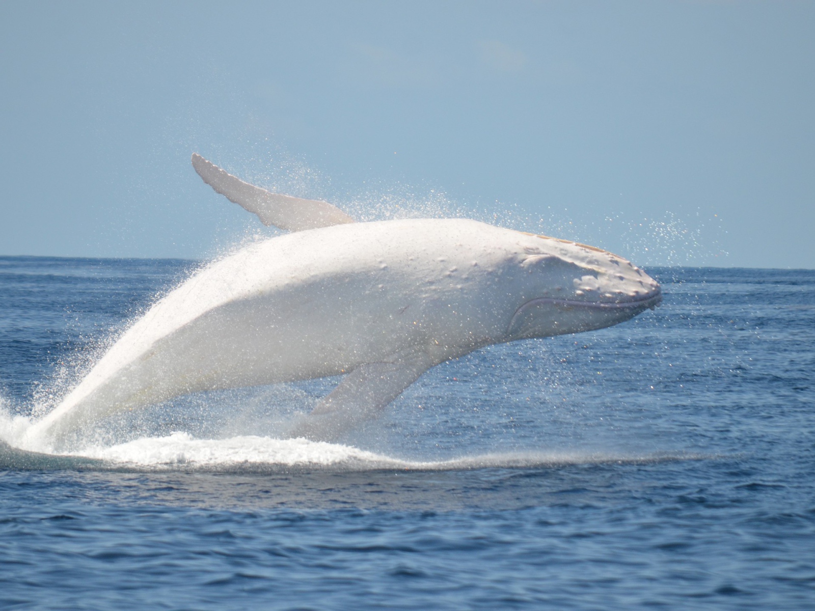 Белый кит в море