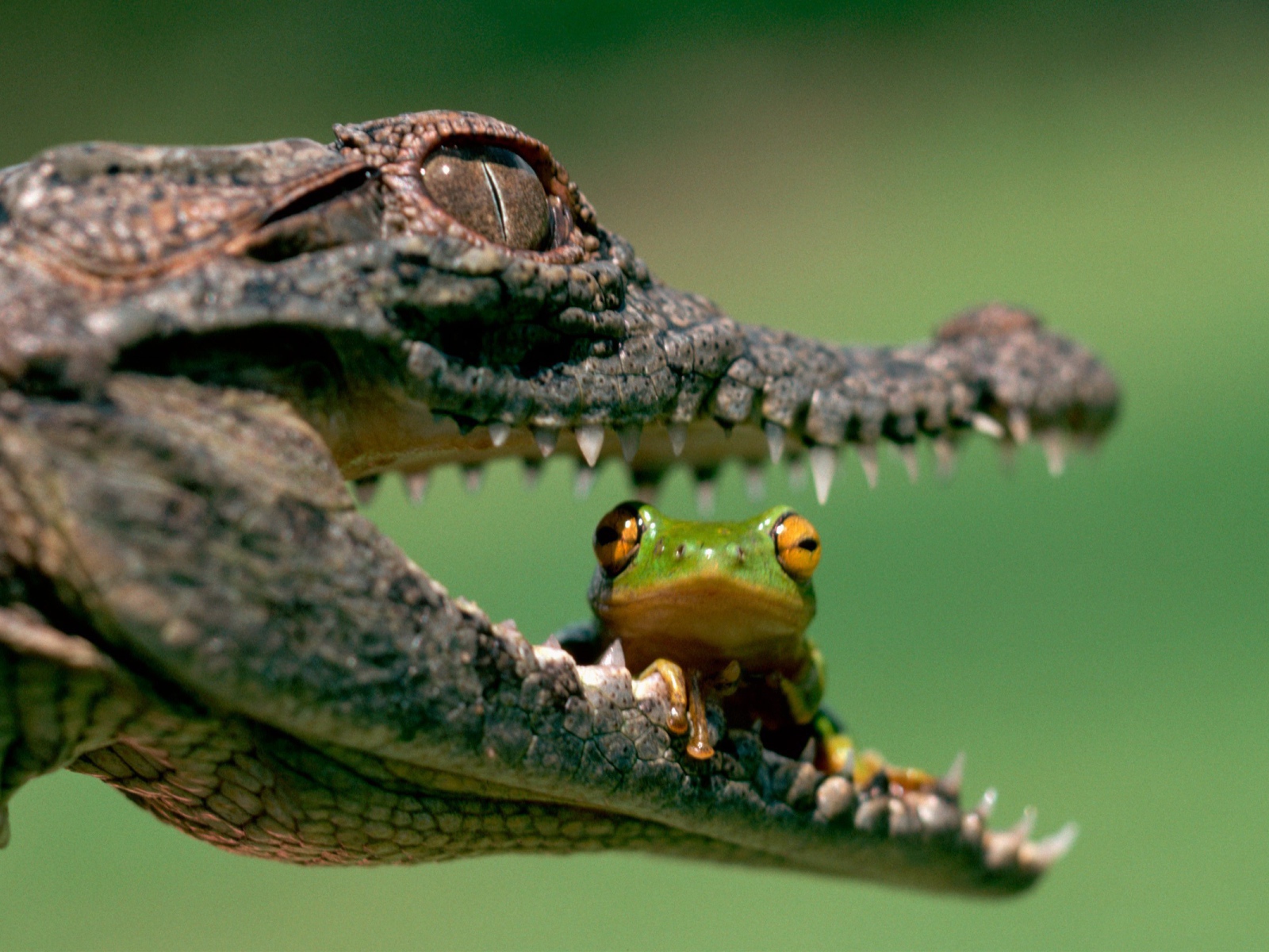 Лягушка сидит в пасти крокодила