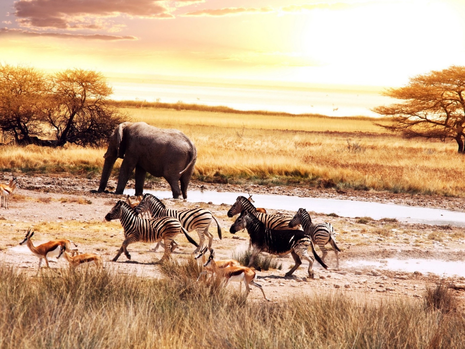 Животные в саванне Африки