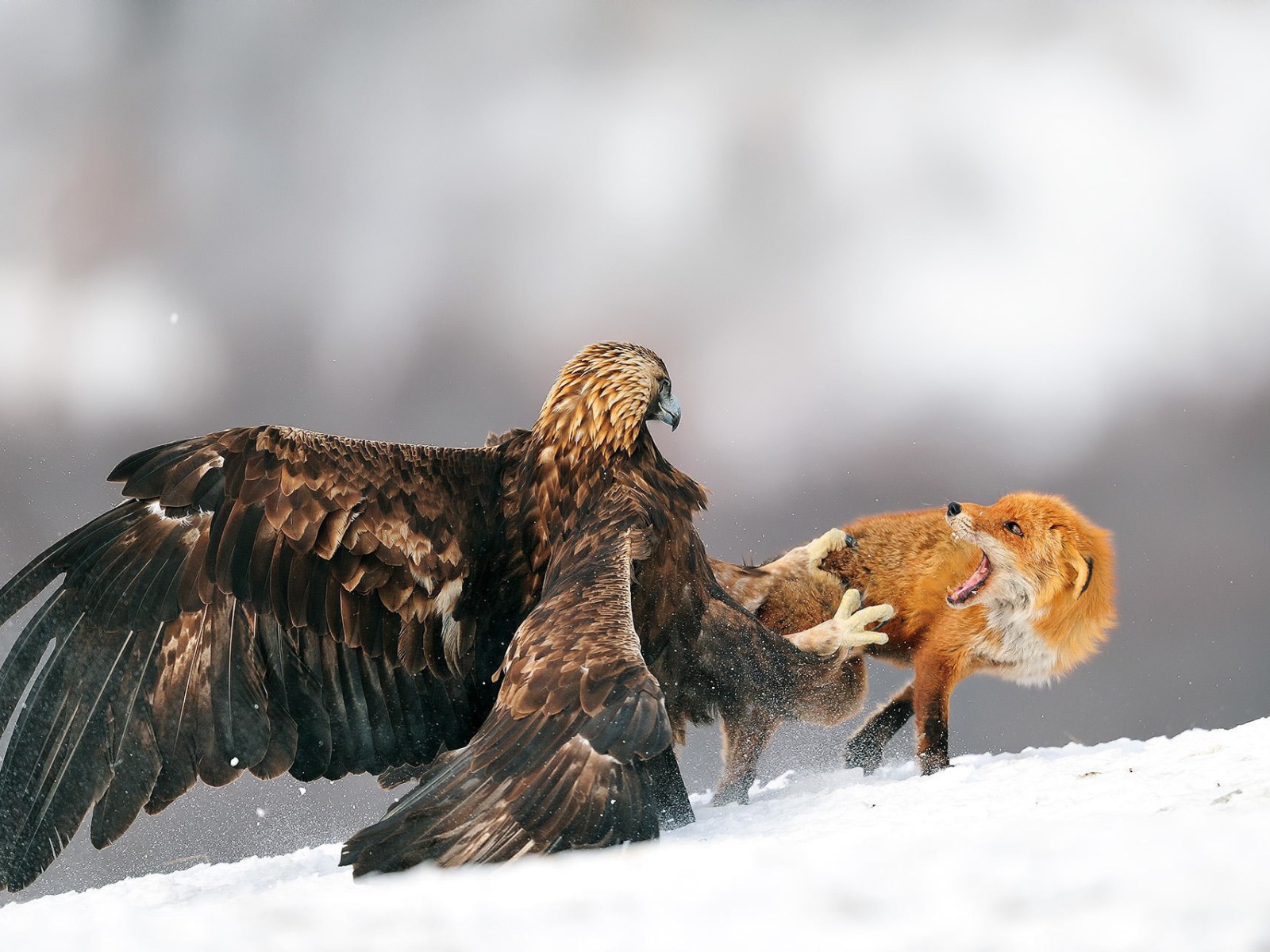 Орел напал на лису