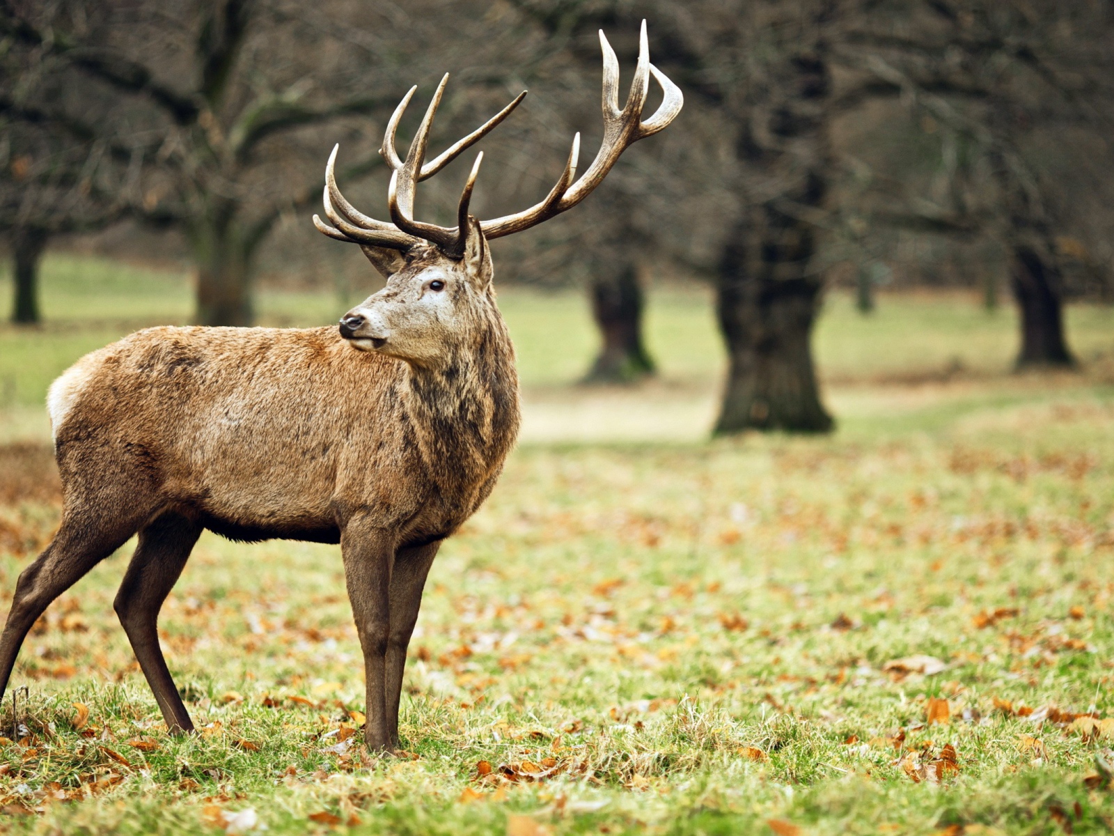 Олень в осеннем лесу