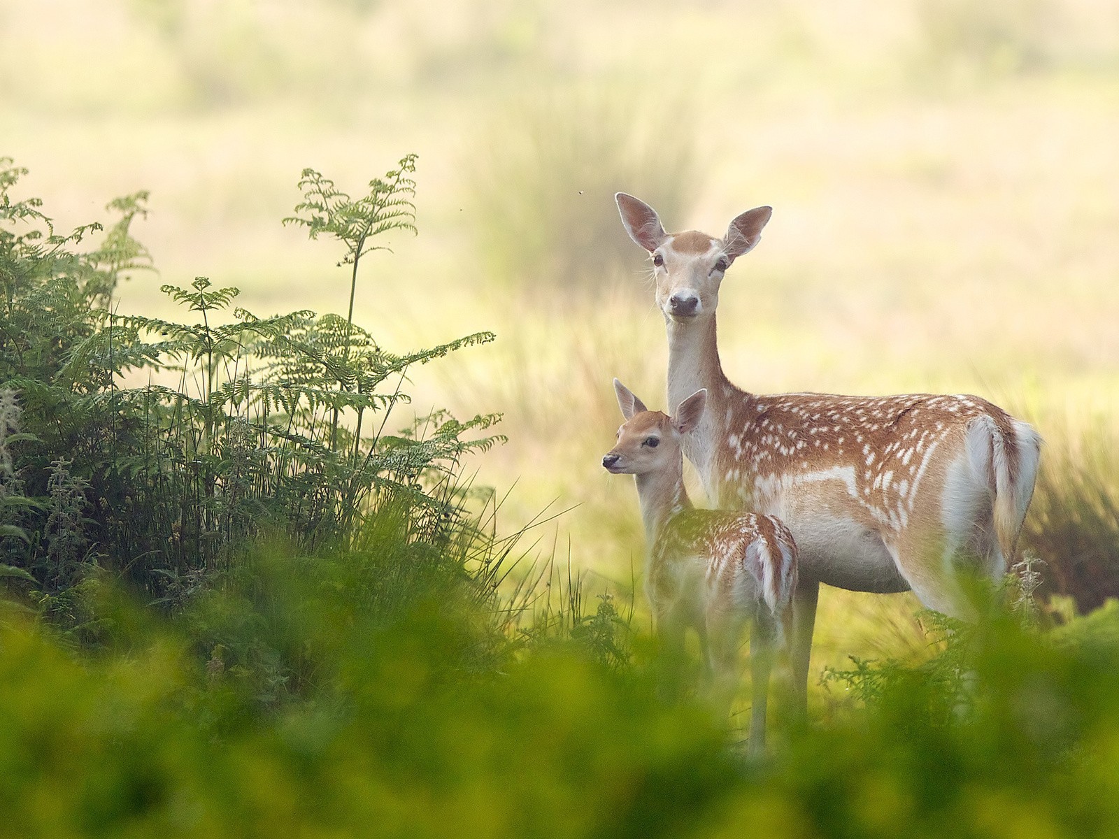 Олениха с детенышем в лесу