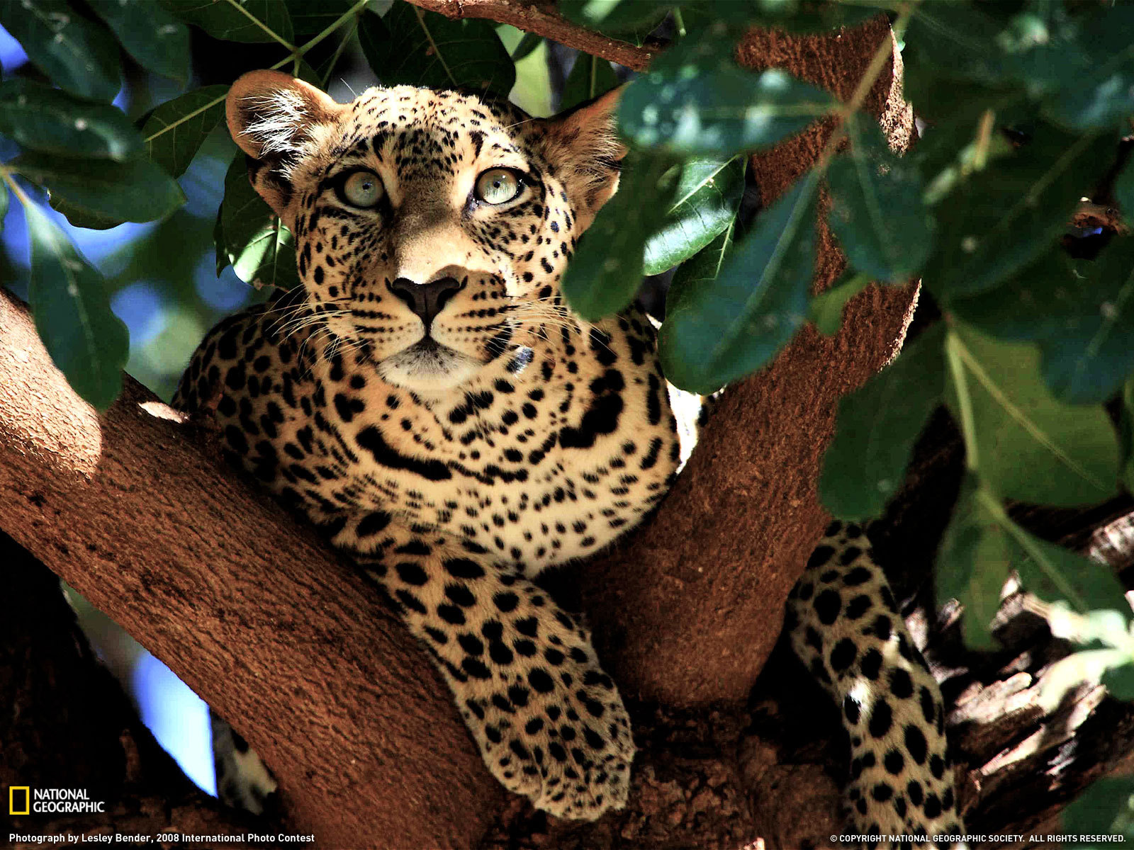 Леопард лежит на дереве