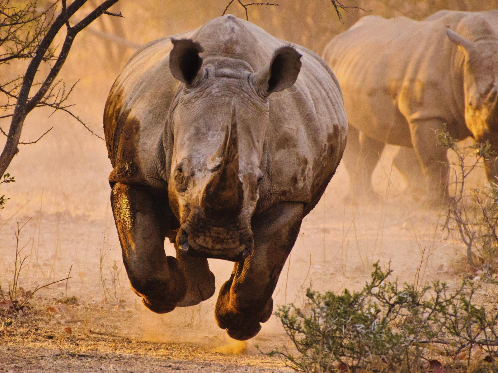 Носорог бежит на фотографа