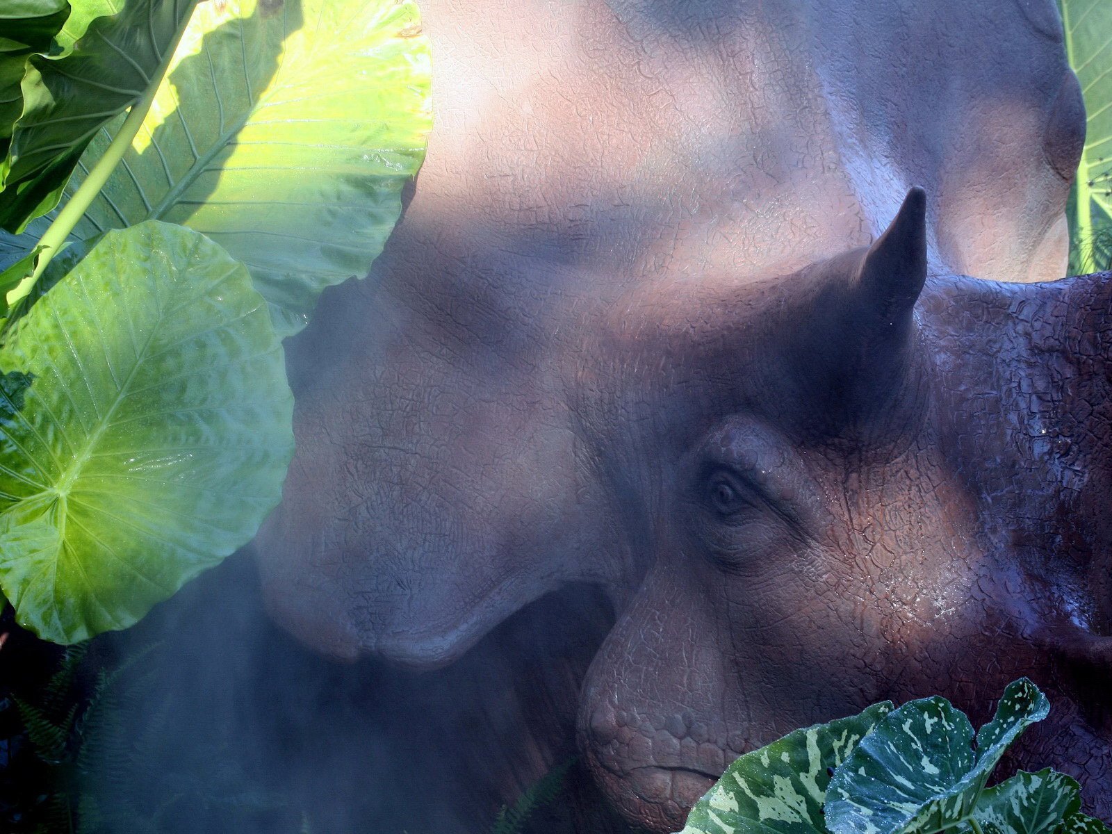 Голова носорога