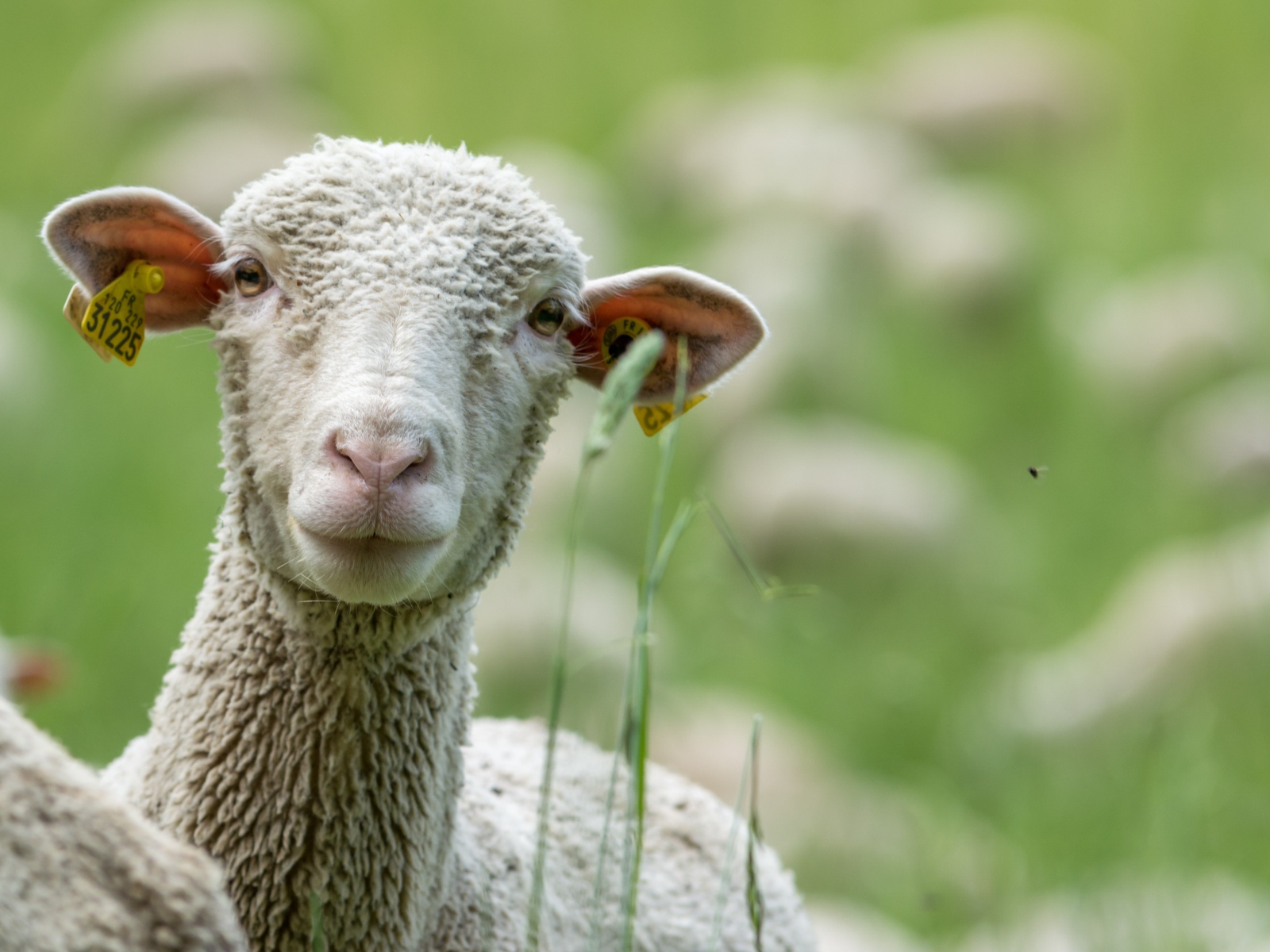 Белая овца в траве