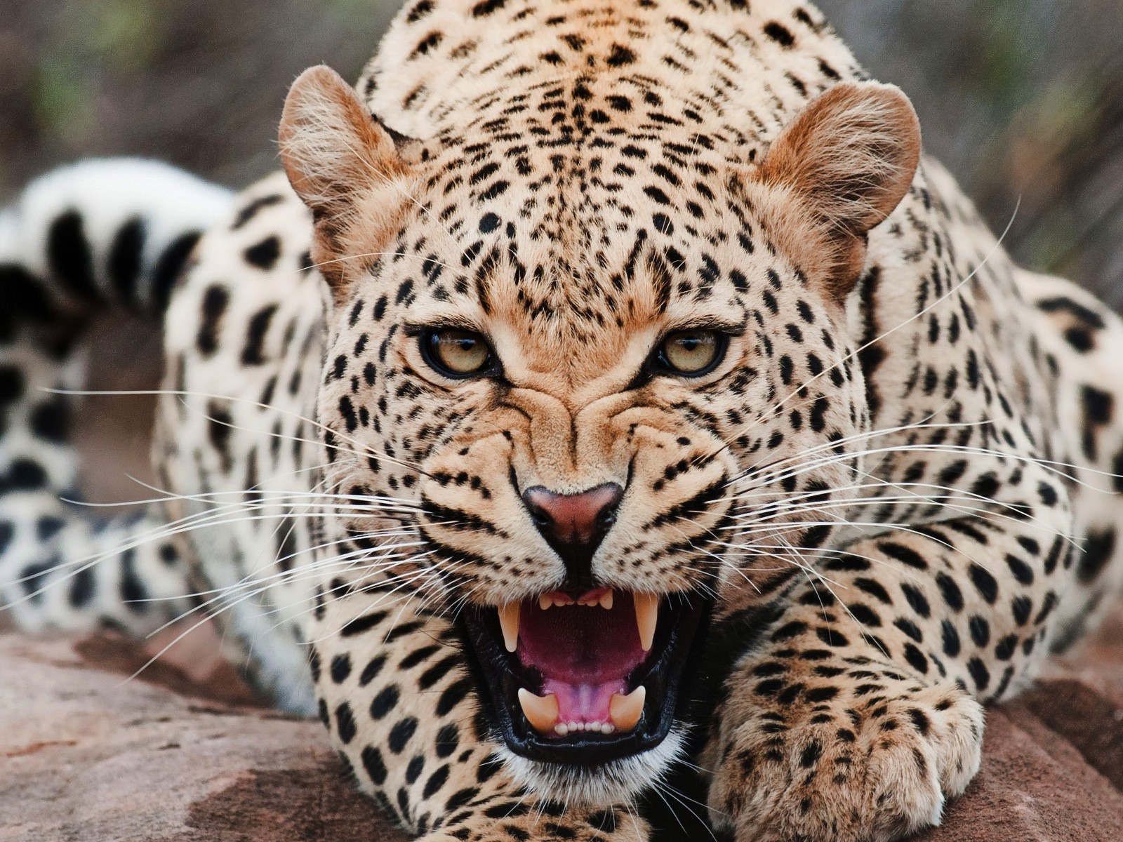 Злой ягуар смотрит в кадр