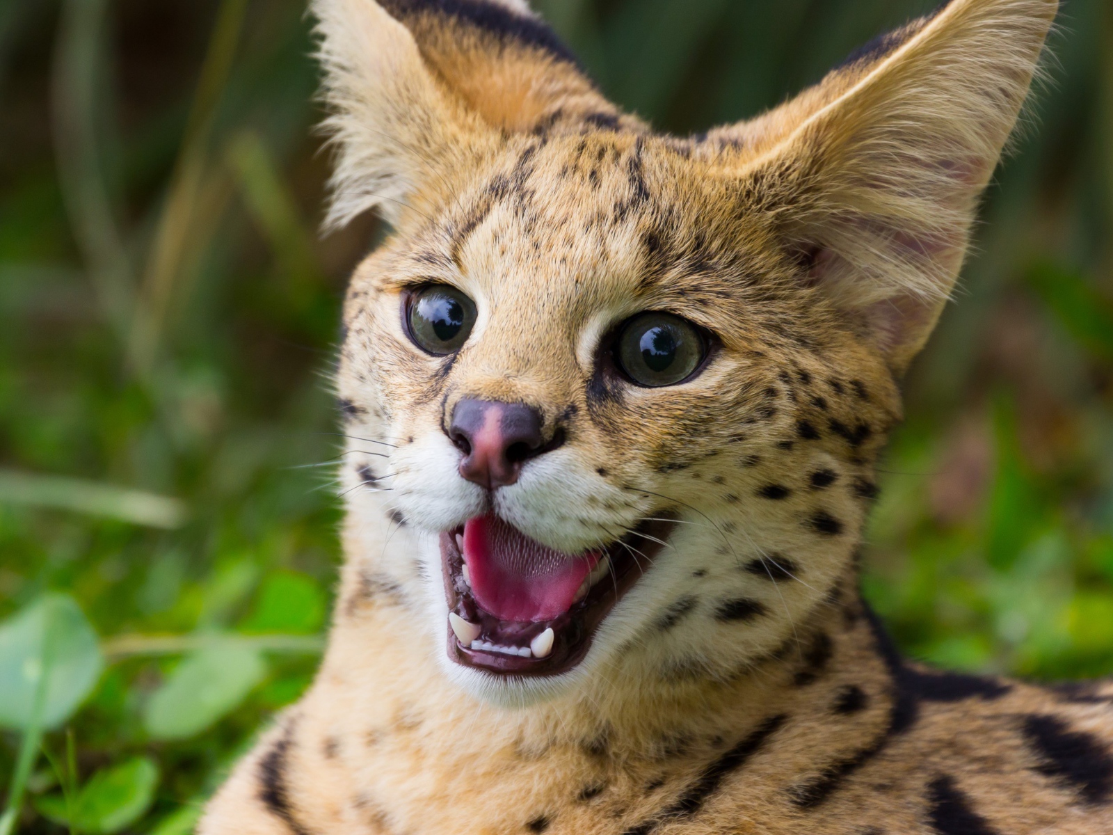 Милашка дикий кот сервал