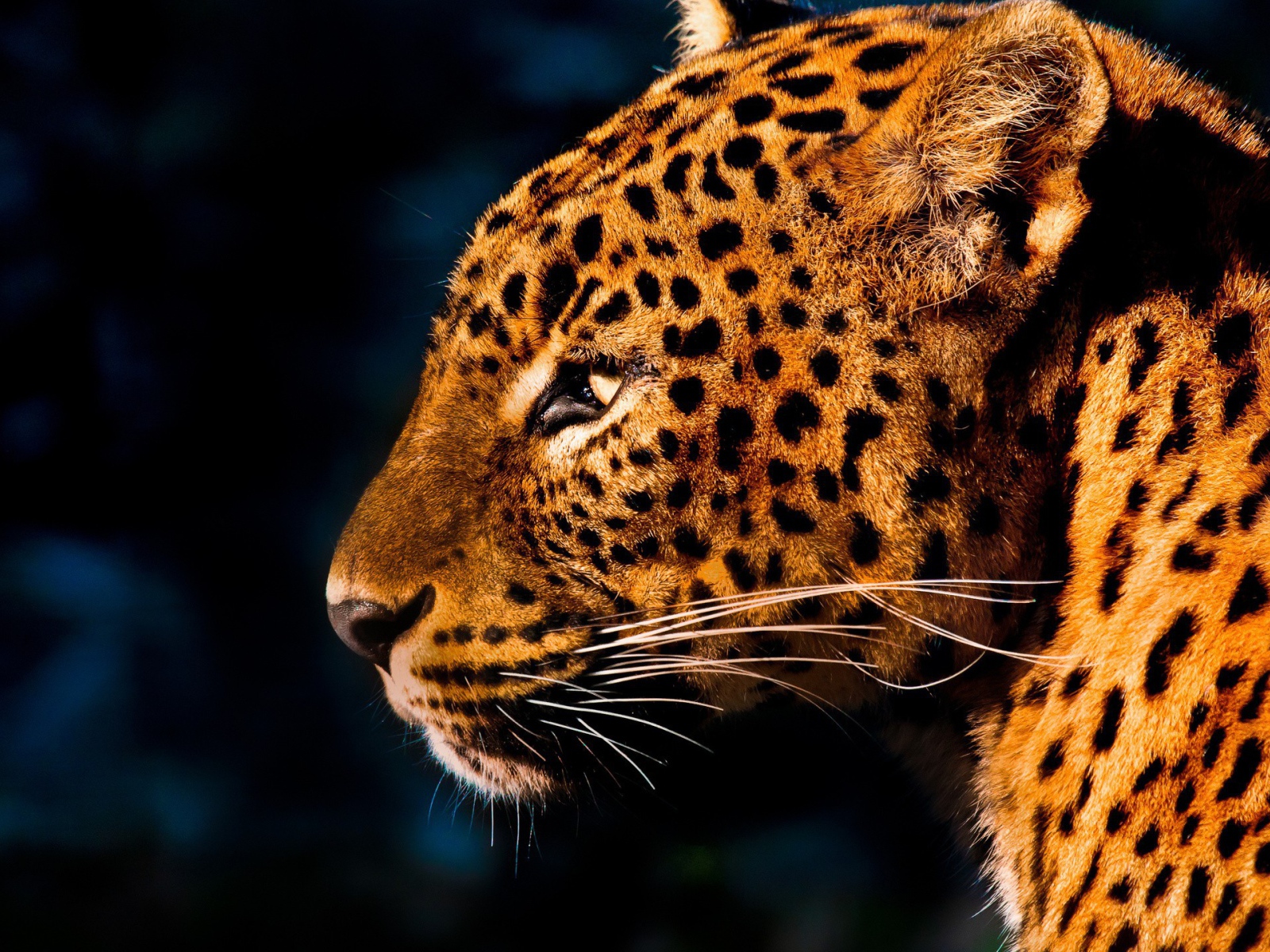 Огненно рыжий леопард