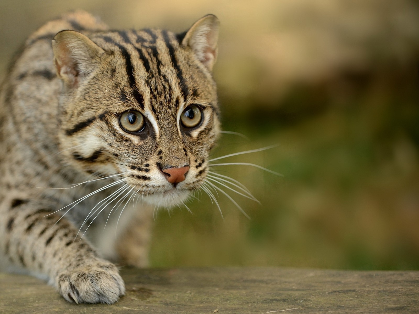 Забавный дикий кот