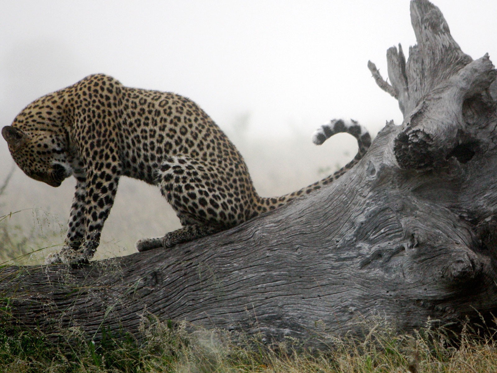 Леопард приводит себя в порядок